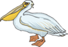 Standing Pelican Clip Art